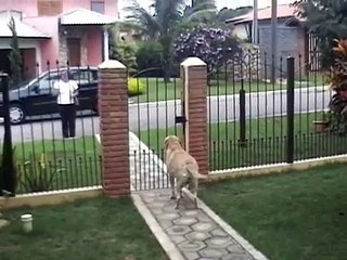 Gato regresa a casa a pesar de que el veterinario dijo que no lo lograría...