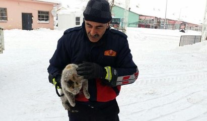 Bingöl'de donmak üzere olan kediyi itfaiye böyle kurtardı