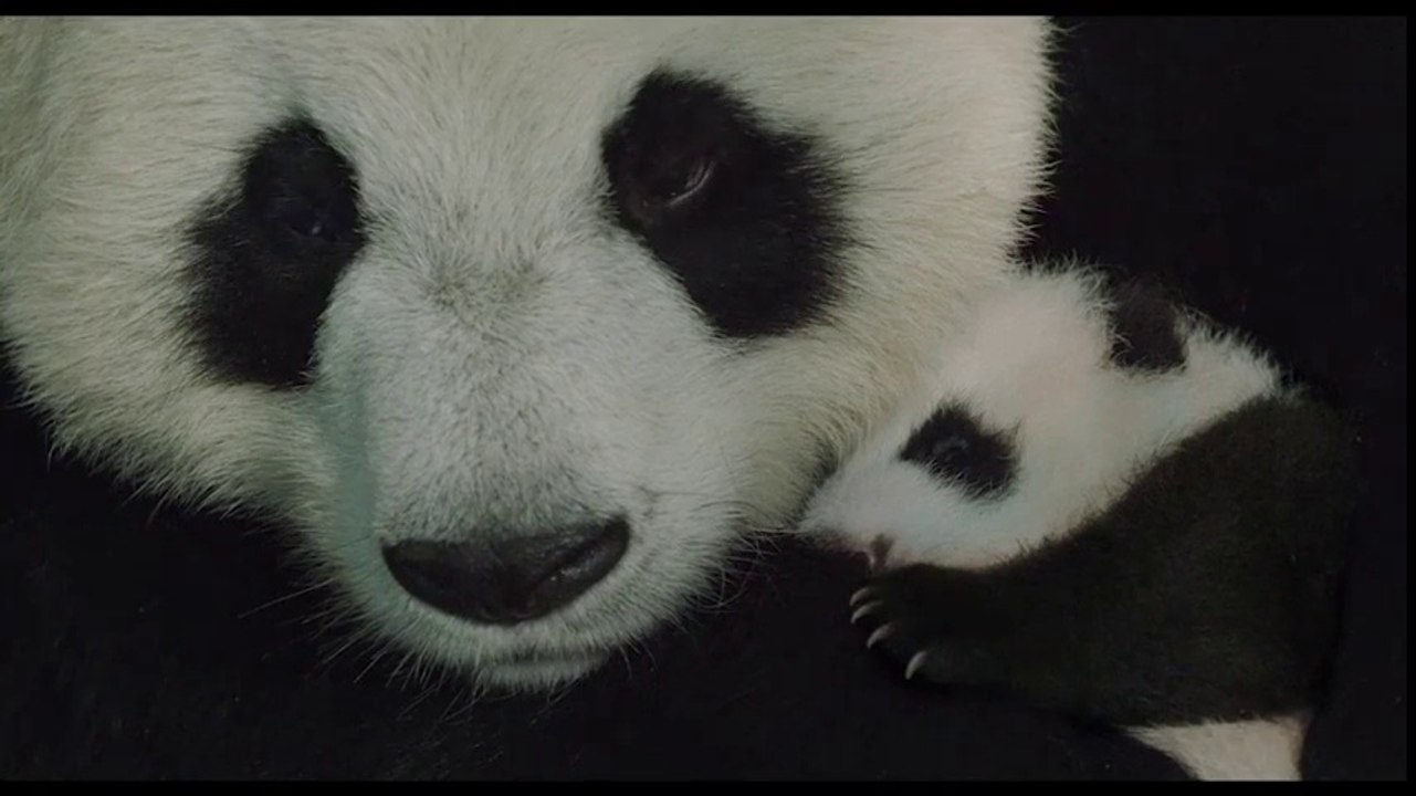 Nés en Chine - Bande-annonce Trailer - Disneynature documentaire [SD, 854x480p]