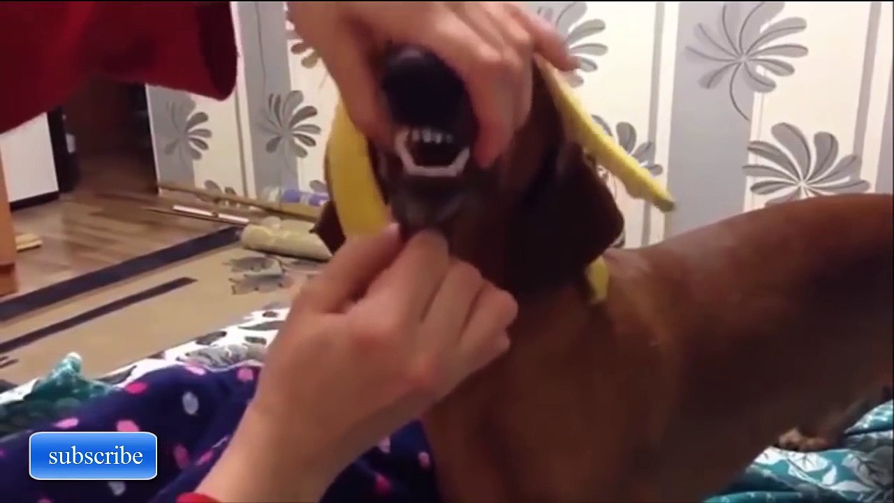 ЛУЧШИЕ ПРИКОЛЫ 2017 ЯНВАРЬ Самые смешные приколы за январь 2017 | Выпуск 25