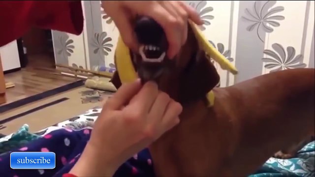 ЛУЧШИЕ ПРИКОЛЫ 2017 ЯНВАРЬ Самые смешные приколы за январь 2017 | Выпуск 25