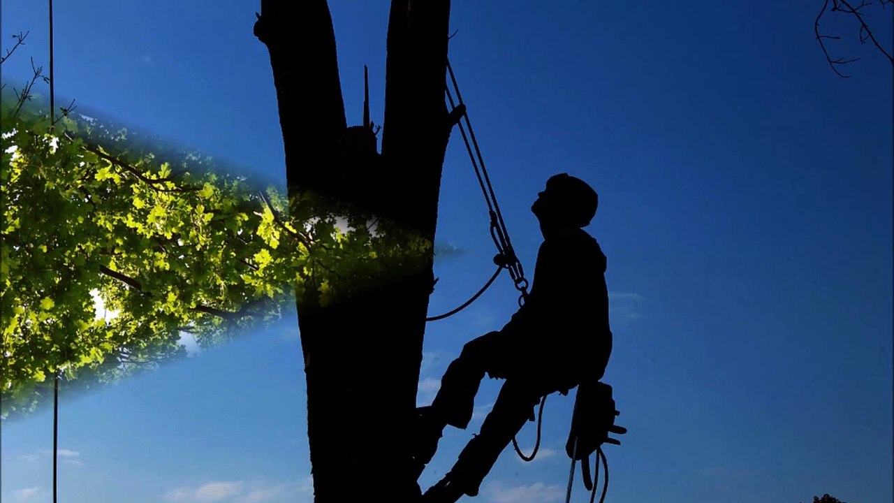 24-7 Tree Care - (678) 677-3806