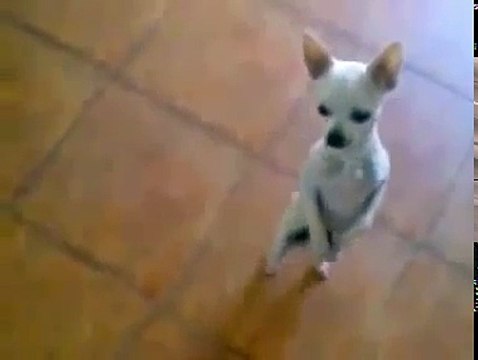 ПРИКОЛ СОБАКА ТАНЦУЕТ САМБУ Супер приколы про животных Февраль 2014