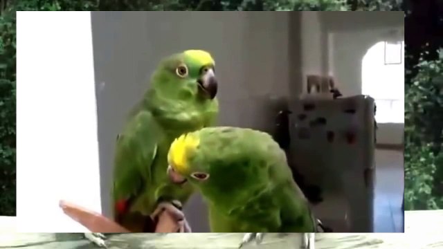 Дуэт Пьяные Попугаи Song drunks parrots Super funny
