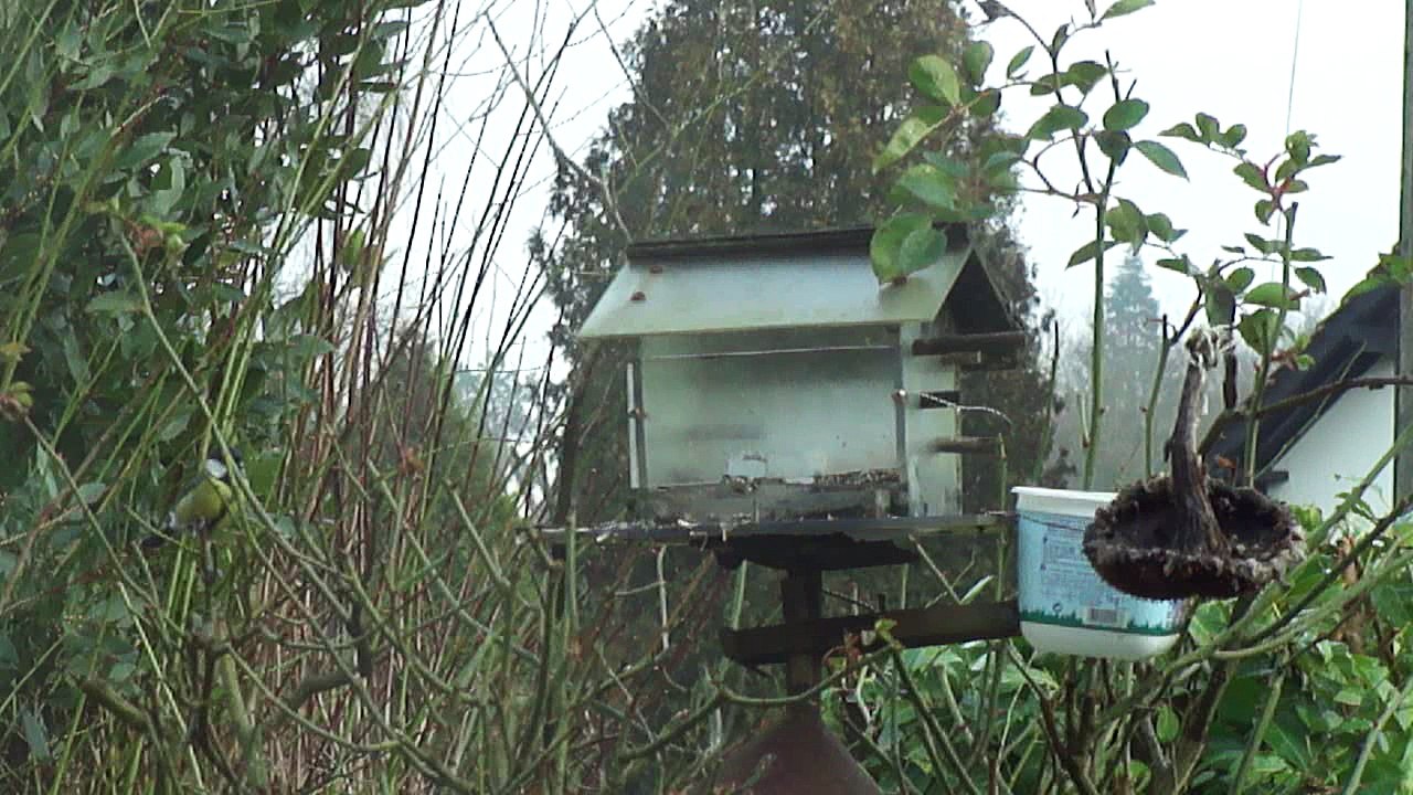 Mésange charbonnière