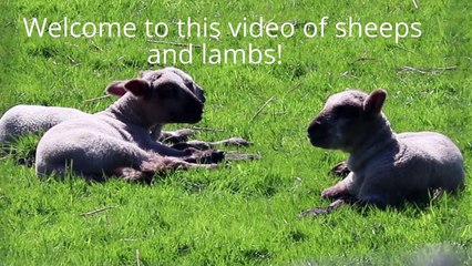 HD Video of Sheep and Lambs to Music