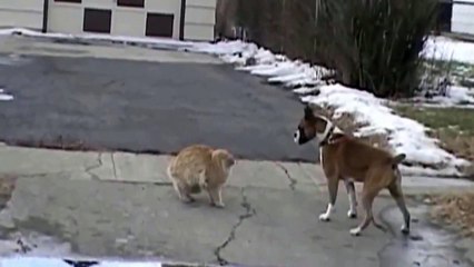 КОТ ПРОТИВ СОБАКИ