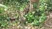 San Diego Zoo Kids - Clouded Leopard Cubs