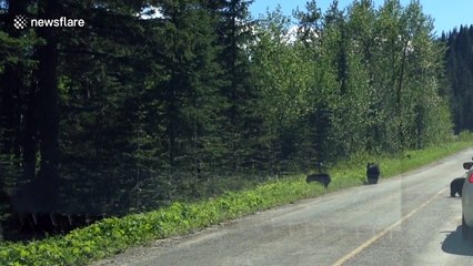 Baby black bear tries to 'attack' its own reflection in a car door