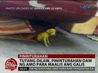 Tutang dilaw, pininturahan daw ng amo para maalis ang galis