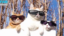 самые смешные коты  Смешные Кошки 2017 СМЕШНЫЕ видео ПРИКОЛЫ С КОТАМИ ТОПовая подборка