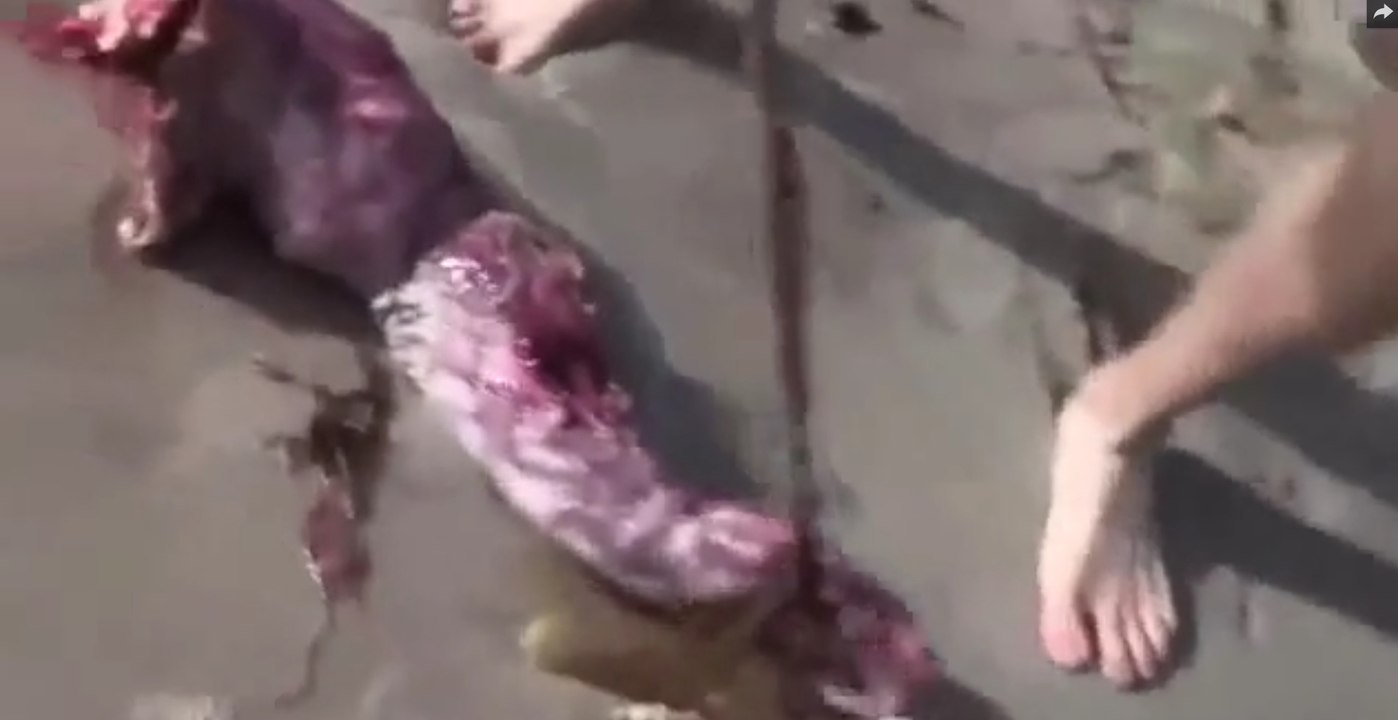 Braço de uma Estranha Criatura foi encontrado na praia