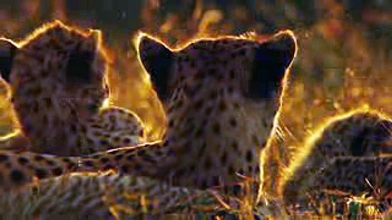 crocodilee,cheetah hunting
