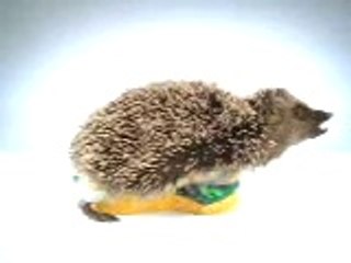 Spontex, lustiger Igel, Funny animal,