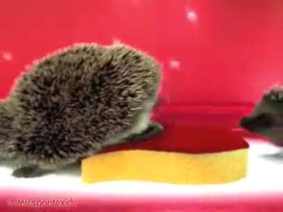 Spontex, funny werbung, funny animals video