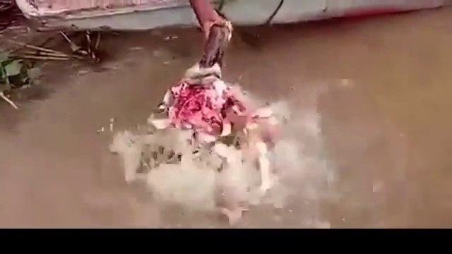 Des piranhas n’ont besoin que de quelques secondes pour dévorer une tête de buffle