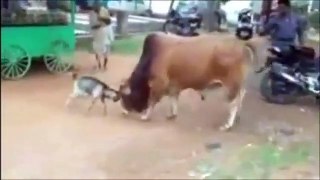 Fighting goat vs bull