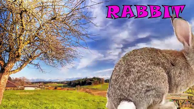 Farm Animals Names For Children Toddlers Preschool | learn Farm animals In English Nursery Rhymes