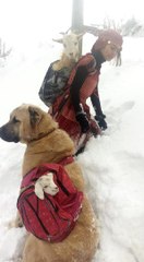 Sosyal Medyada Paylaşılan "Keçili" Fotoğrafının Sırrı Ortaya Çıktı