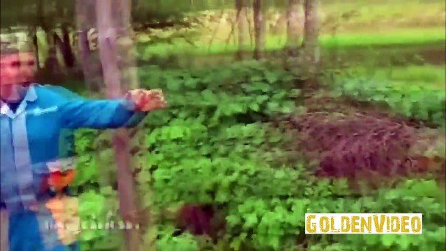 Самые смешные COUB приколы про кошек и котят [#5]