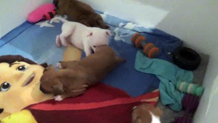 36ème vidéo Chiots de la 27ème portée de STAFFORDLAND