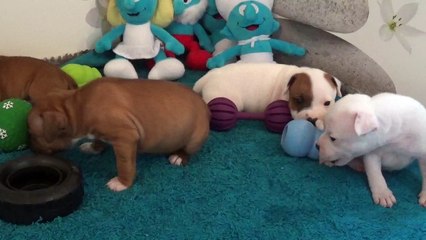 37ème vidéo Chiots de la 27ème portée de STAFFORDLAND