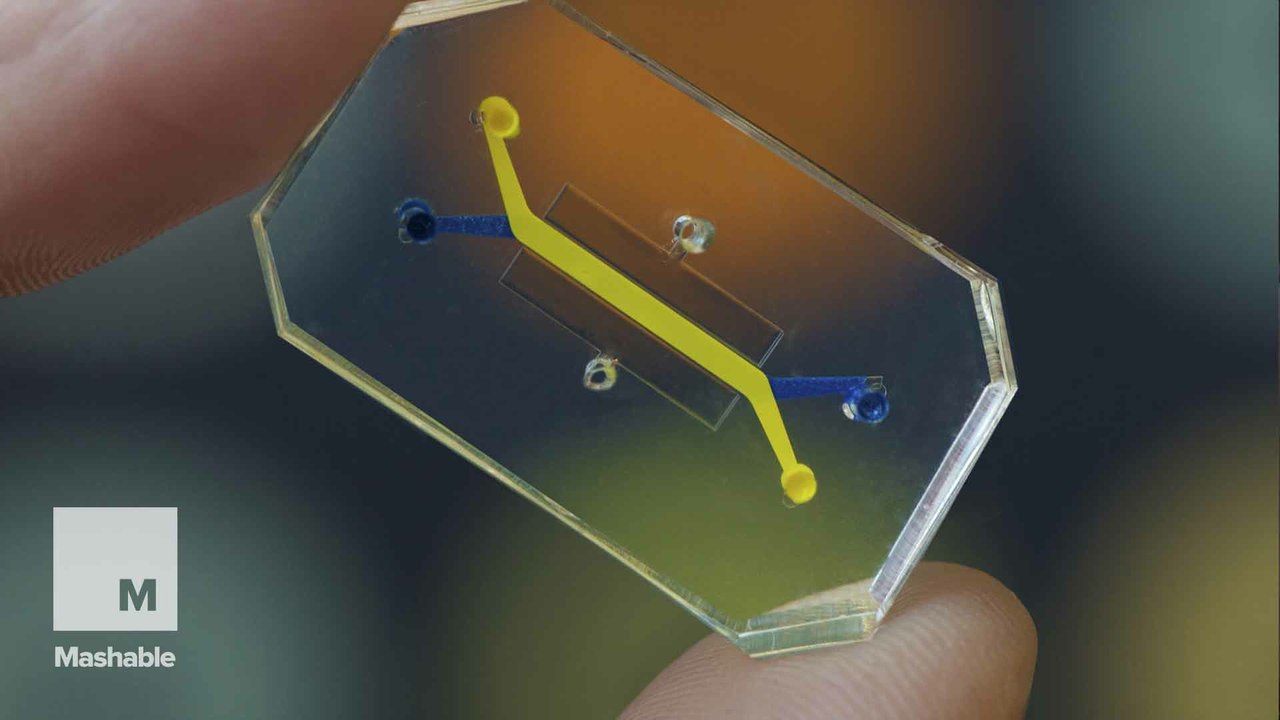 Microchips lined with live human cells could save lab rats everywhere