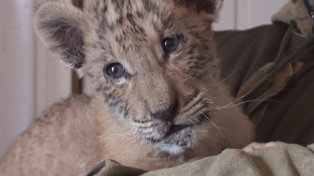 Un zoo de Russie fête la naissance d'un ligre