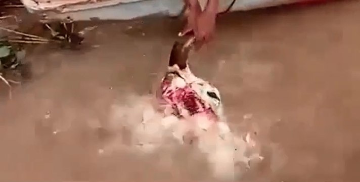 Des piranhas dévorent la tête d'un taureau en quelques secondes.