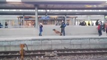 Un chien policier fait tomber une femme sur une voie ferrée