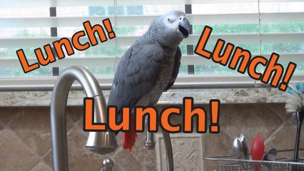 Einstein the Parrot chants for his lunch