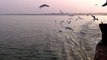 Seagull In Padma River Bangladesh