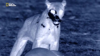 Африканские охотники 1 серия Голодный леопард (2017) HD1080p