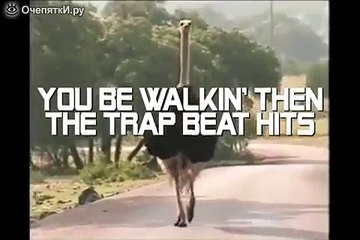 Страус-танцор!!!