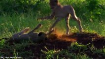Incredible footage shows cheetah cubs hunting and killing antelope