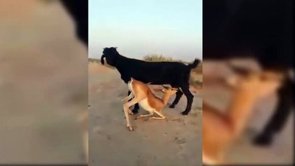 Goat Breastfeeding Baby Deer