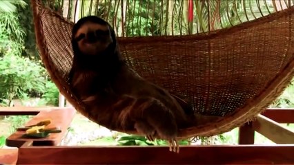 ЛУЧШИЕ ПРИКОЛЫ январь 2015 ПУКНУЛА РЖАЧ УГАР!