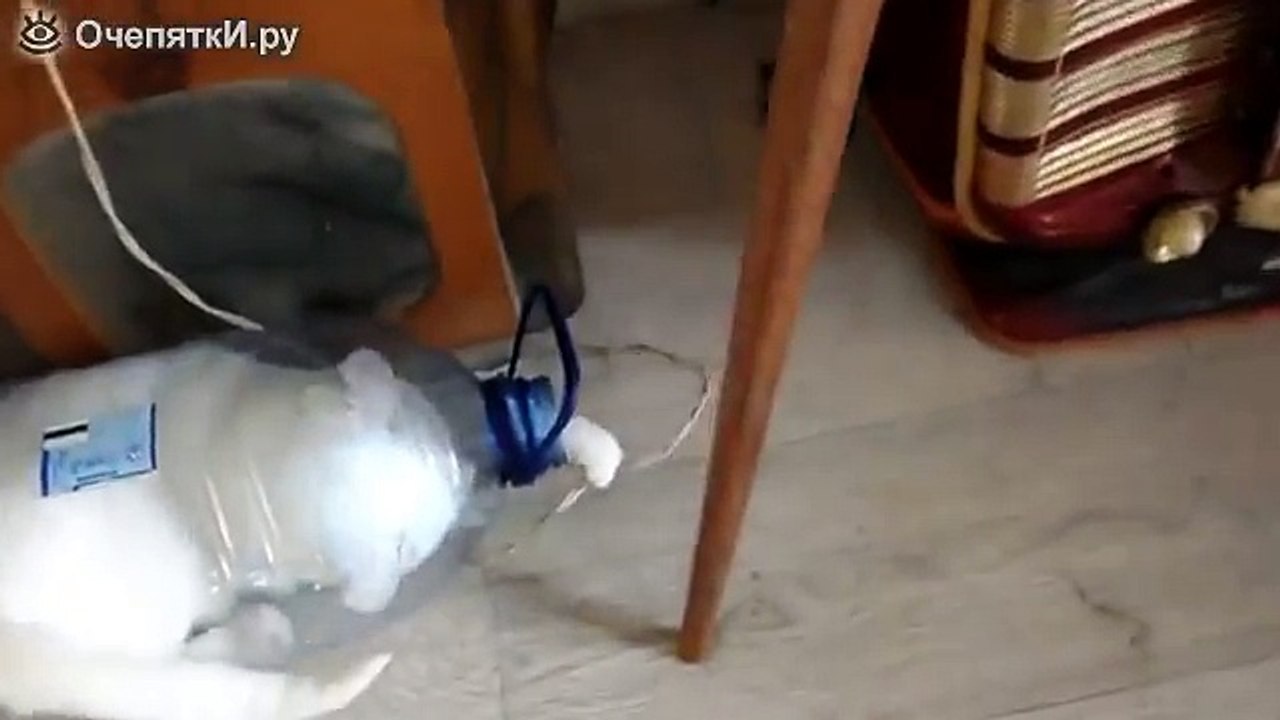 Пластиковый домик для кота