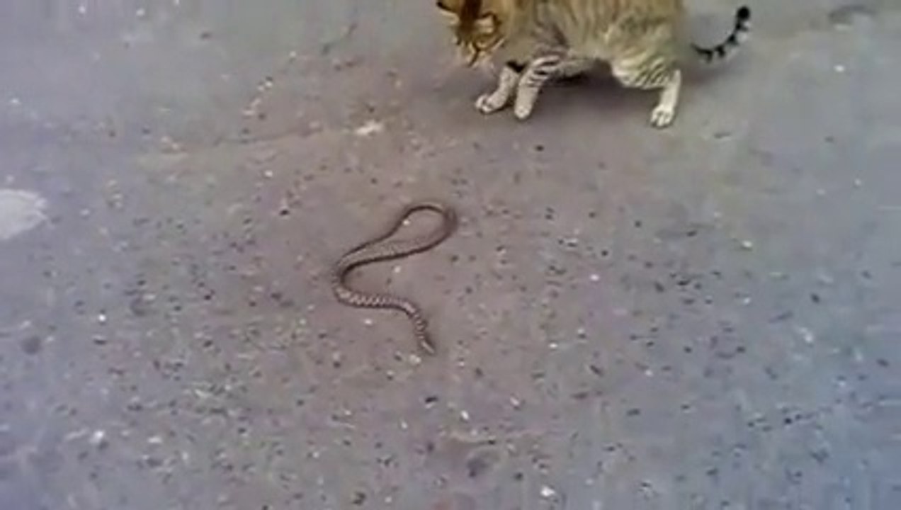 Cat fight with Snake
