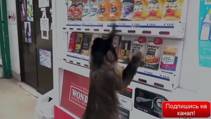 Самая прикольная обезьянка