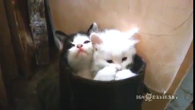 Прикольные милые котята.Funny cute kittens.
