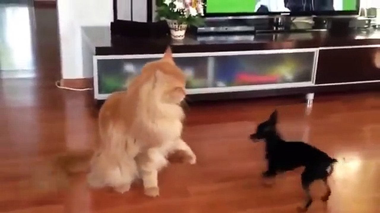 Кошки и собаки.  Разборки.