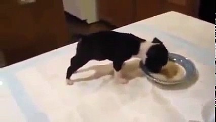 Щенок уморительно кушает  Я плакал от смеха