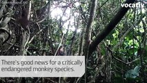 Filming These Endangered Monkeys Might Be The Key To Saving Them