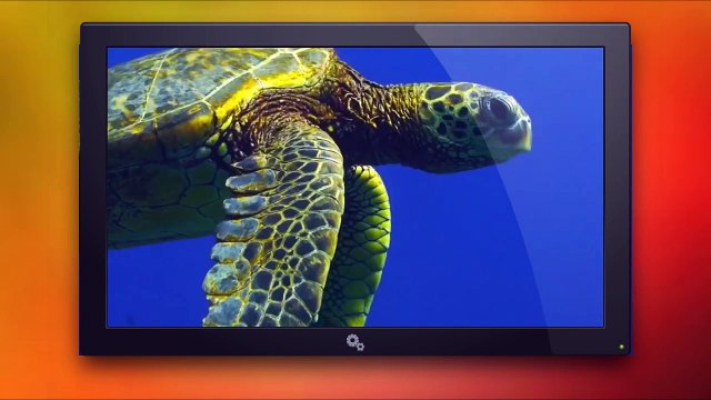 5 COISAS que você PRECISA saber SOBRE os ANIMAIS