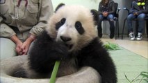 Panda Playtime - Panda Cub 19th Exam