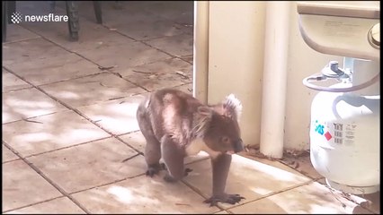 This koala and dog are best friends