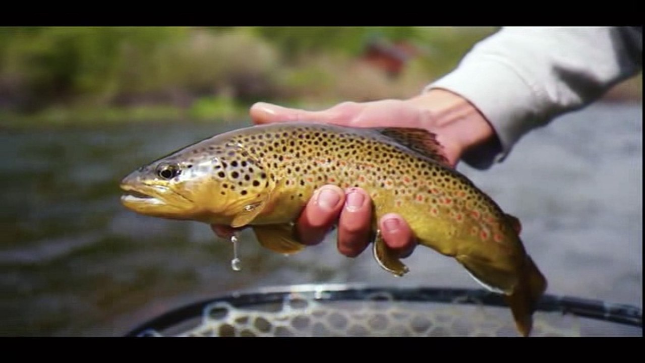 Cerimônia para o abate e cremação de veados mortos