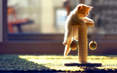 Funny Cats Compilation 2016 - Best Funny Cat Videos Ever - Funny Type