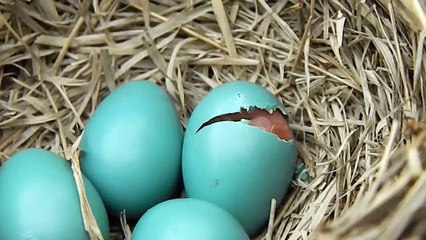 Baby Bird Hatching